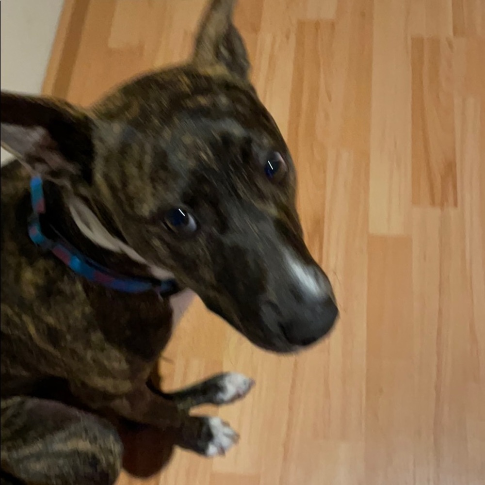 Meet your Posher, Elizabeth